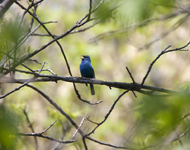 Indigo Bunting 2865